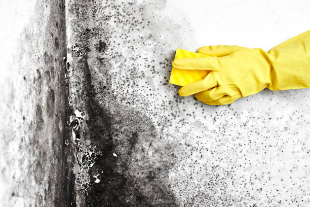 Best Affordable Mold Removal  in Surf City, NJ