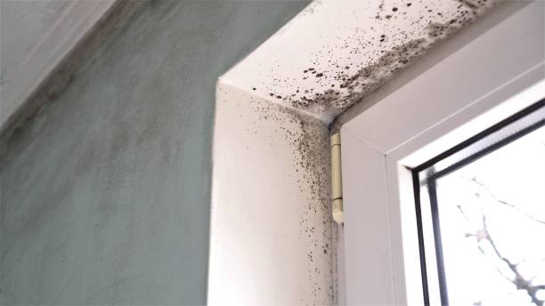 Best Attic Mold Removal  in Surf City, NJ
