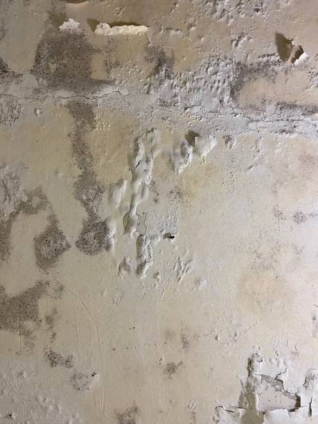 Best Attic Mold Removal  in Surf City, NJ