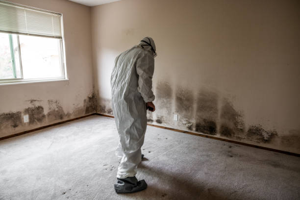 Surf City, NJ Mold Removal Company